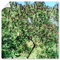 amorpha pubescens